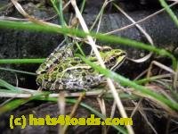/home//u458753944/public_html/sourcegallery/////////////////////////////////////Frogs/Mixed frogs/DSCN3370.JPG